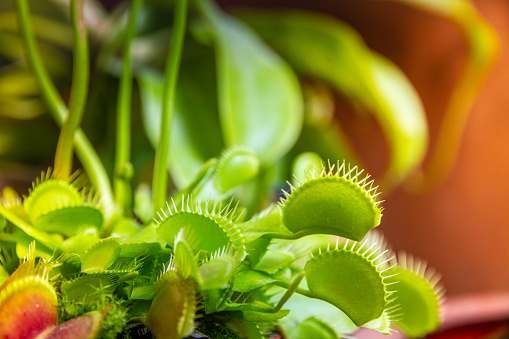 Venus flytrap carnivorous plant. Dionaea Muscipula close-up view