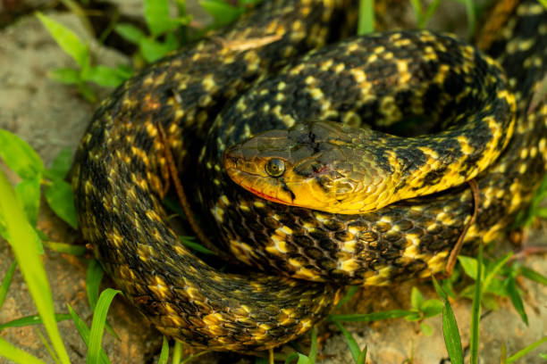 istock Buff striped keelback snake and it's not dangerous to humans 1309946601