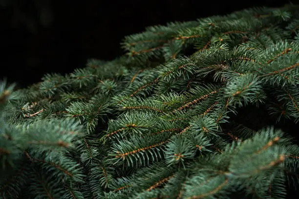 incredibly beautiful bright green spruce