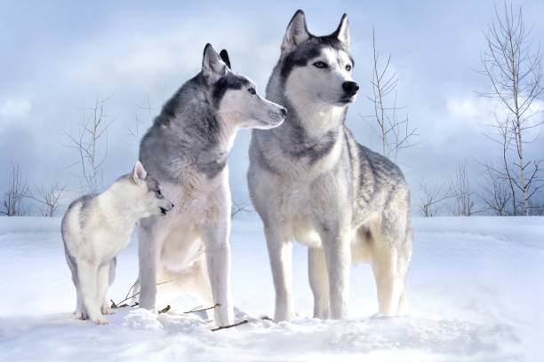 Are Huskies A Member Ofbthe Wolf Family