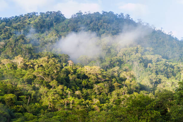 istock Dawn in a bolivian jungle 1309950096