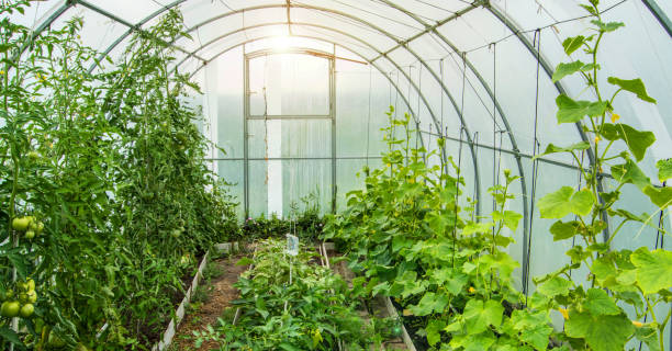 istock Cucumbers and tomatoes grow in a modern polycarbonate greenhouse solar arc, sunlight through transparent walls, the concept of growing crops 1309950780