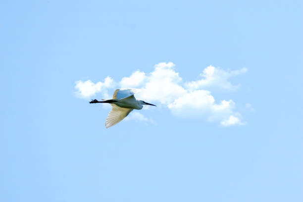 istock White Egret flying in a blue cloud sky 1309951148