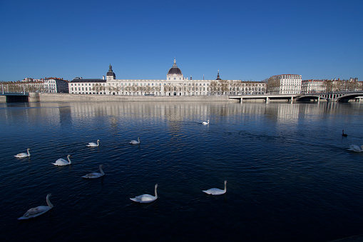 Many elegant swans on the rhone river, with behind it, the Grand Hotel-Dieu building in the bright morning light in the city of Lyon.