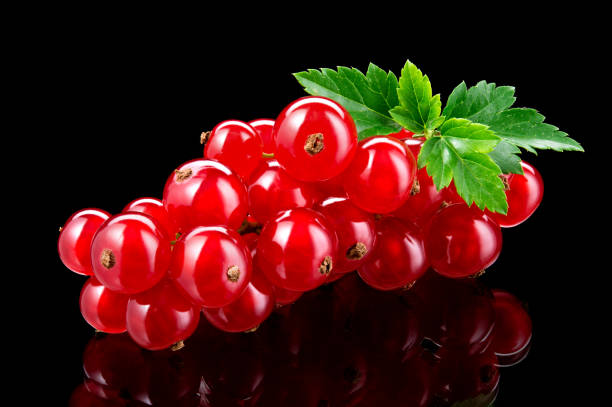 Red currant isolated. Currant red with leaves on black background. Currants on black.