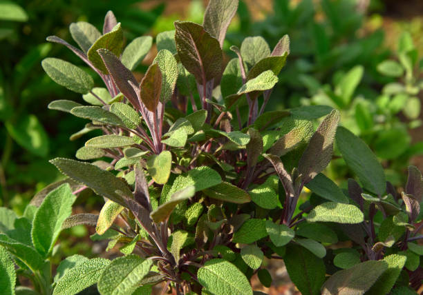istock Salvia officinalis ‘Purpurascens’ (Purple sage) 1309953848