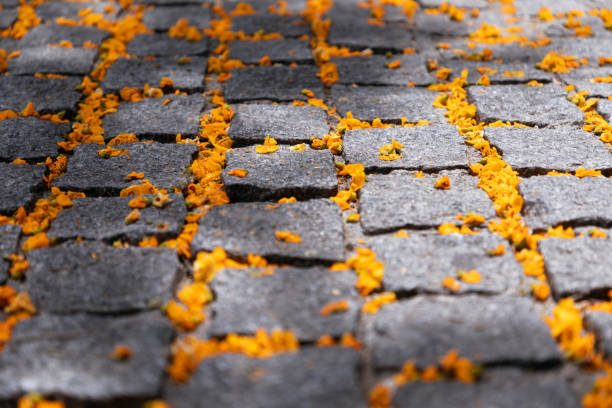 Paving stones spangled with yellow flowers (Selective focus)