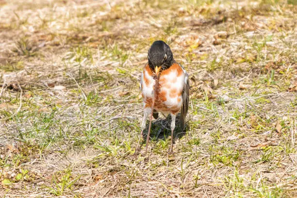 Leucistic American Robin with rare and unusual patches of white feathers on its orange brown chest, drags a long earth worm out of the lawn in High Park, Ontario, Canada in spring time.