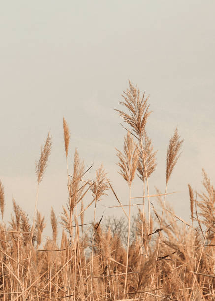 Brown gold fluffy pampas grass branches sway on the wind, natural minimal blurred spring background