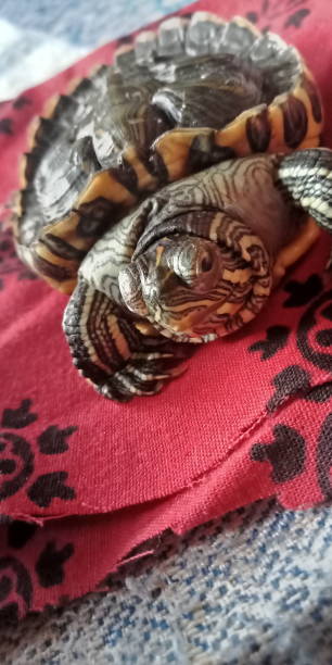 istock Baby singapore turtle sitting on a red cloth, chilling. 1309956114