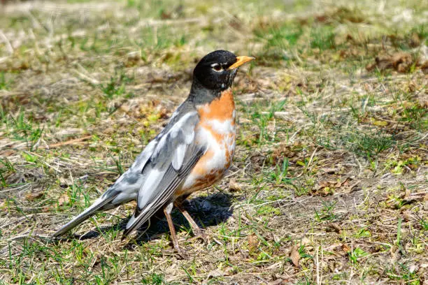 Unusual and rare leucisitc Amreican Robin bird, with patches of white feathers on its grey body and brown orange chest, standing on green lawn in High Park, Toronto, Ontario, Canada on a sunny spring day