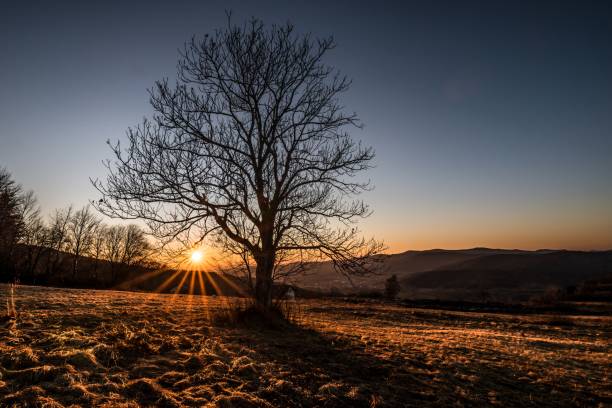 istock Landscape and sunset behind a tree without leaves in spring with meadow field and mountains in background in Bavarian Forest Germany 1309956455