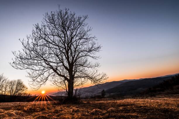 istock Landscape and sunset behind a tree without leaves in spring with meadow field and mountains in background in Bavarian Forest Germany 1309956458