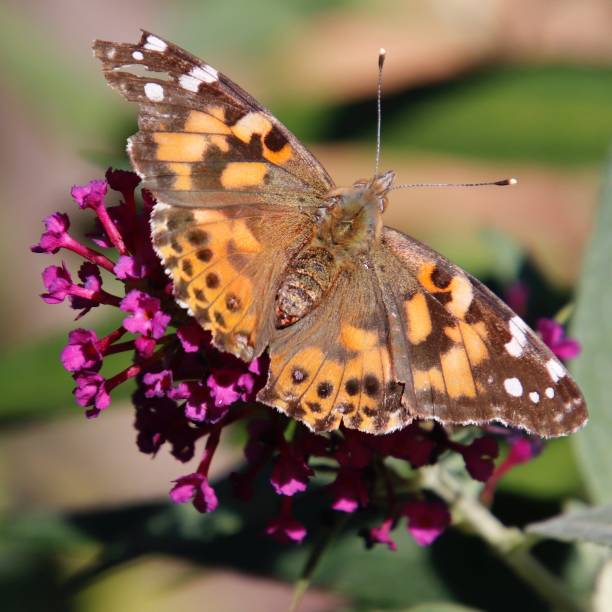 istock Orange brown butterfly on flower 1309956668