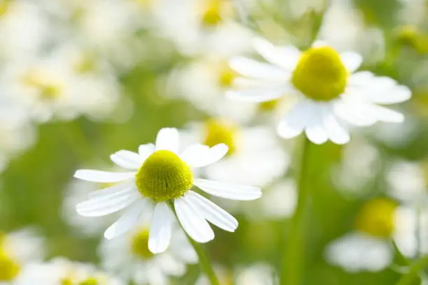 Photo of Fragment of a chamomile field on a summer day.