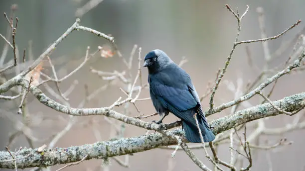 A Western/Eurasian/European Jackdaw (Corvus monedula) or simply a Jackdaw perching on an oak branch. The Jackdaw is a passerine bird in the crow family. Here in Uppland, Sweden
