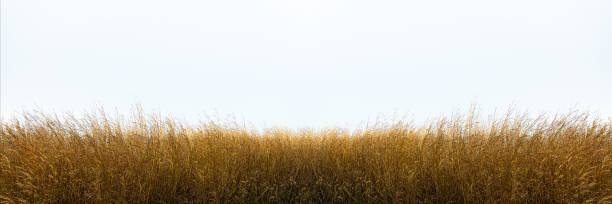 istock Tall yellow wild grass against an isolated white sky / background. 1309960652