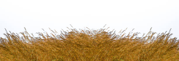 istock Tall yellow wild grass against an isolated white sky / background. 1309960684