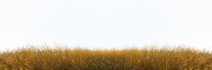 Wild dry or yellow grass with copy space.