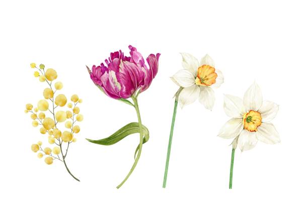 ilustrações, clipart, desenhos animados e ícones de conjunto de aquarela de flores de primavera e buquês em fundo branco, pintado à mão - daffodil bouquet isolated on white petal