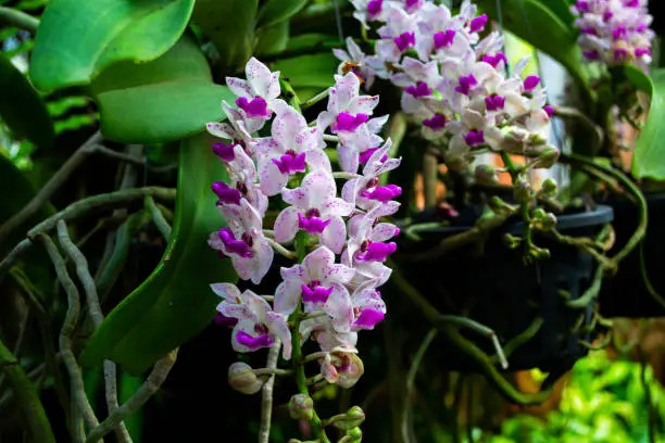 Photo of Orchid branch
