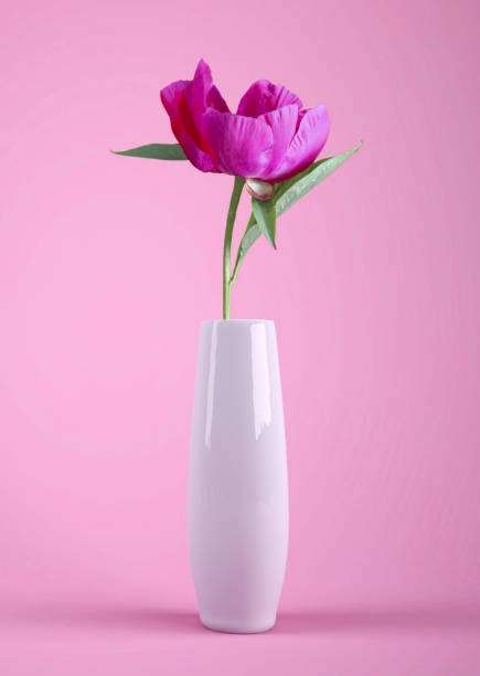 istock this flower on the vase with pink background 1309962325