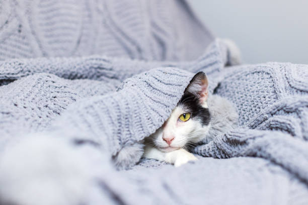 istock Black and white cat is hiding under a warm knitted blue gray blanket at home 1309963385