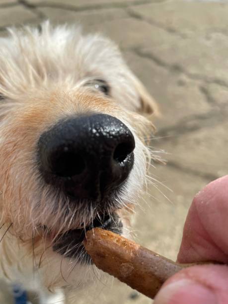 istock Senior terrier dog close up having a treat 1309963796