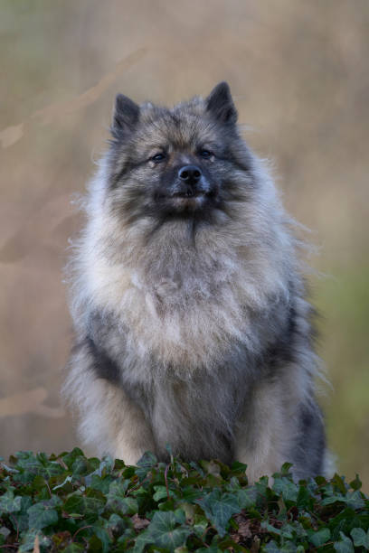 독일 울프스피츠 - keeshond 뉴스 사진 이미지