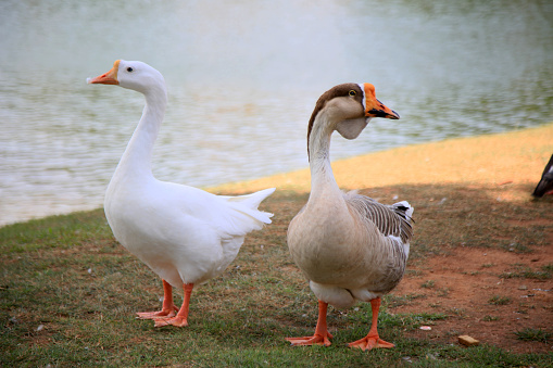 Close-up of a Canadian goose at Stanley Park in Vancouver, British Columbia, Canada.