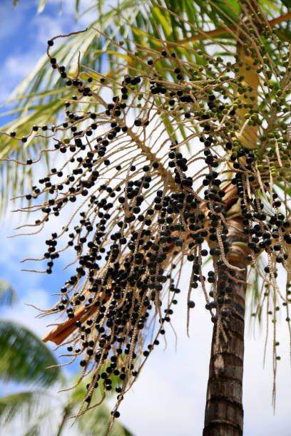 istock launch of acai palms 1309965115