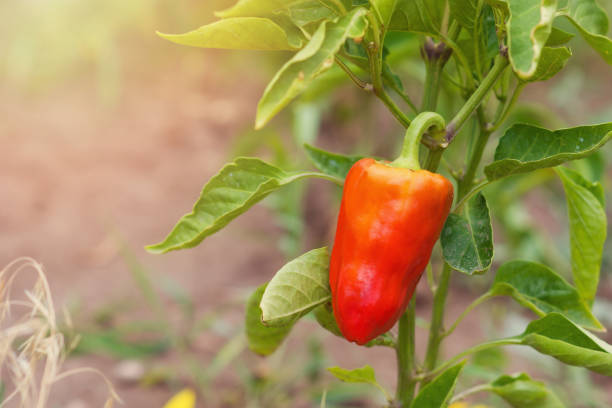 el pimiento rojo maduro crece en un arbusto verde en un huerto en un día soleado de verano. lugar para el texto - pepper bell pepper growth ripe fotografías e imágenes de stock