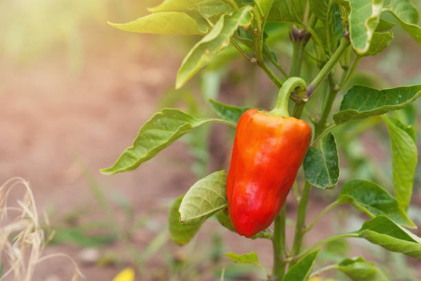 夏の晴れた日には、野菜園の緑の茂みに熟した赤ピーマンが育つ。テキストの配置 - bell pepper pepper green bell pepper red ストックフォトと画像
