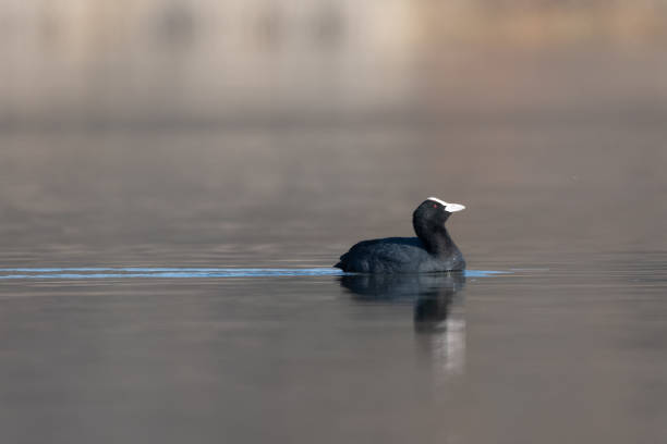 istock Coot swimming (Fulica atra) Peaceful feeling Eurasian Coot on lake in spring 1309966051