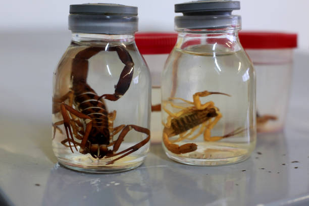 istock scorpion insect stored in glass jar 1309967360