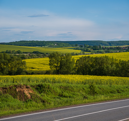 Road through spring rapeseed yellow blooming fields panoramic view, blue sky with clouds in sunlight. Natural seasonal, good weather, climate, eco, farming, countryside beauty concept.