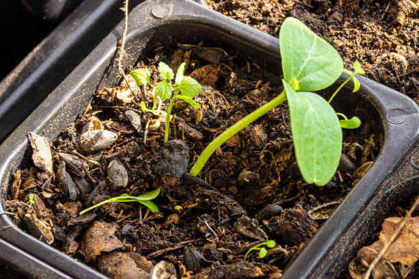 istock weeds sprouted in the soil with seedlings due to poor-quality, not cleaned and poor soil disinfection 1309968856
