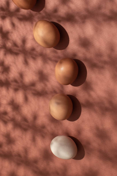 Zero waste easter concept chicken eggs different colour on dirty pink background. Sunlight