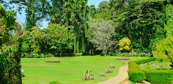 Beautiful tropical garden with palm trees hedges and green lawn. Wide photo.