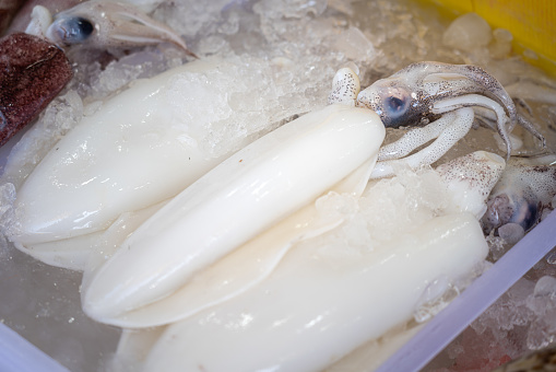 Raw fresh white squids are selling in ice tray at local fish market. Seafood for cooking material, Close-up photo.