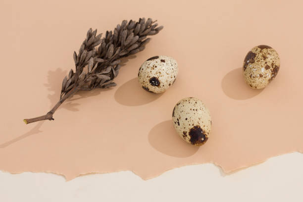 istock Easter holiday card minimalism. Three quail Easter eggs and a dry leaf lie on two beige pastel colors with a hard shadow. Trendy isometric beige background. Creative postcard. Copy space. 1309970072