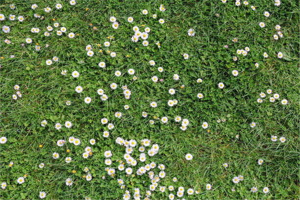 istock daisies flowers in green grass 1309971548