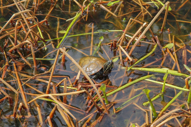istock turtle in the pond with lilly pads and reeds 1309971593
