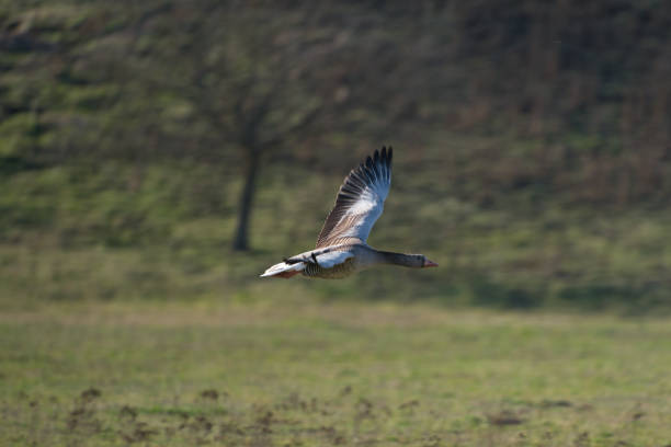 istock a Greylag goose, Anser anser in flight 1309972369