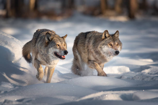 deux loups gris en cours d’exécution sur la neige fraîche. paire de loups européens. wolf grin. les loups aux yeux brûlants suivent la trace de leur loup prey.common à la recherche d’une victime. petit capot rouge d’équitation - loup photos et images de collection