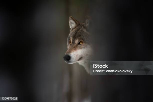 Wolf Muzzle European Wolf With Glowing Eyes Among Tree Trunks Dark Background Stock Photo - Download Image Now