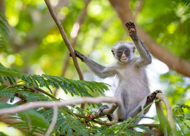 singe rouge de colobuses dans la faune ondulant au spectateur, zanzibar, tanzanie, afrique - leaf monkey photos et images de collection