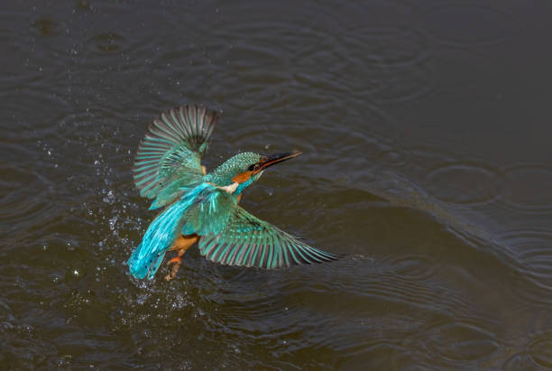 istock Male common kingfisher 1309973799