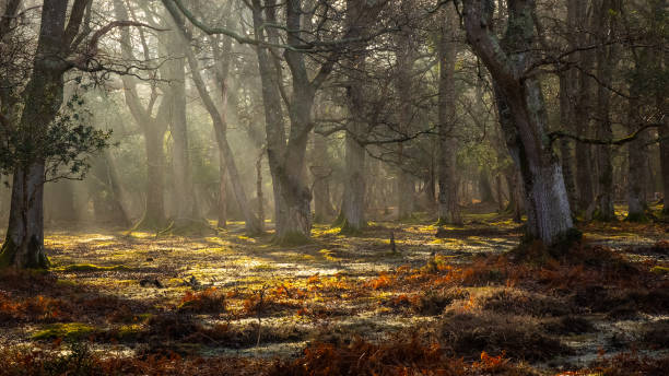 istock New Forest National Park - Forest In The Mist Series 1309974092