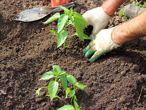 Farmer in gloves on his hands planting young pepper seedling in soil in vegetable garden.